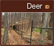 Deer Fence